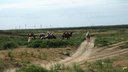 Prvé ťavy v Kazachstane