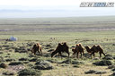 Endurotrip Mongolia 2018 – GOBI DESERT