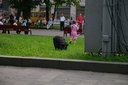 Ukrajina - mesto Ľvov niekto si venči psa, niekto prasa