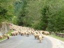 Transylvánske ovečky