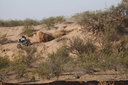 Dakar 2016 - 9. etapa - 04 QUINTANILLA Pablo (chl) HUSQVARNA